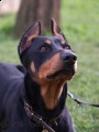 Bekleyen doberman [Glru Batur]