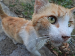 GARDEN CAT